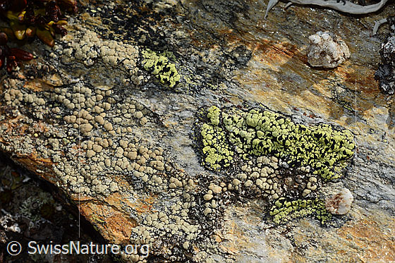 Photo: Rhizocarpon geographicum.