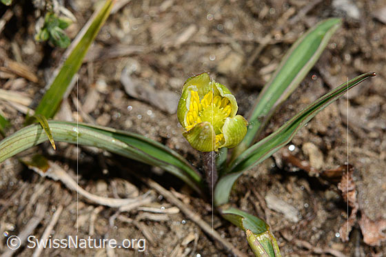 Photo: Ranunculus kuepferi. Whole plant (habiti).