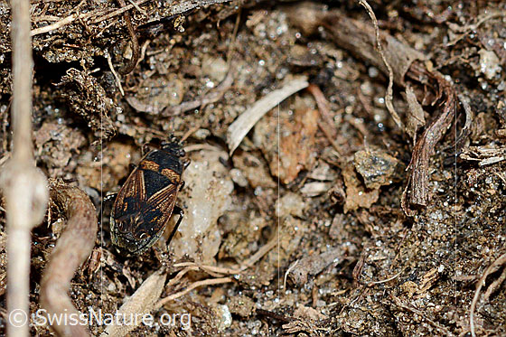 Trapezonotus desertus (Wanze)