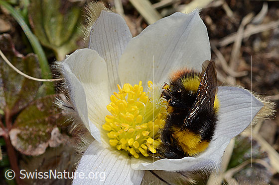 Foto: Wahrscheinlich Distelhummel (Bombus soroeensis) auf Frühlings-Anemone (Pulsatilla vernalis). Länge 15 - 17mm. Königin. Auch Glockenblumen-Hummel genannt. Ansicht von der Seite.