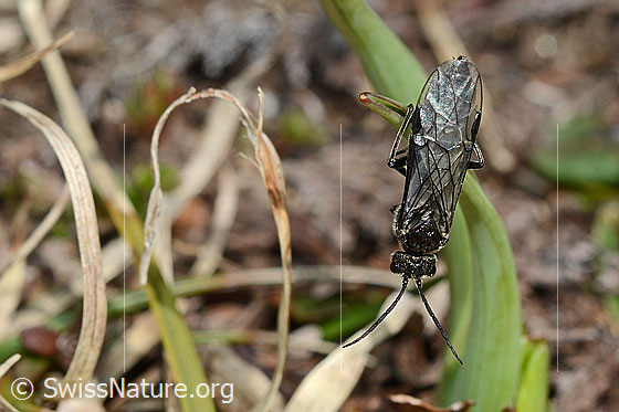 Foto: Schwarze Getreideblattwespe (Dolerus nitens). Länge 9 - 10mm. Ansicht von oben.