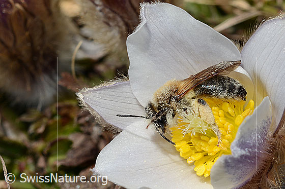 Foto: Erzfarbene Düstersandbiene (Andrena nigroaenea) auf Frühlings-Anemone (Pulsatilla vernalis). Länge 13 - 15mm. Weibchen. Ansicht von der Seite.