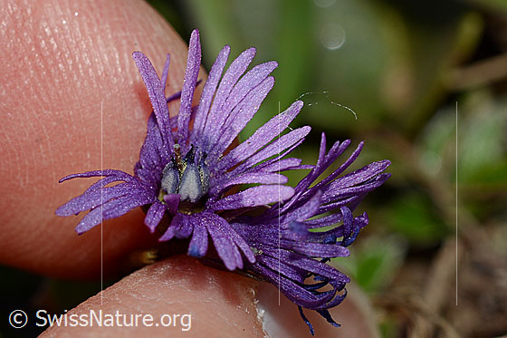 Photo: Soldanella alpina. Blossom