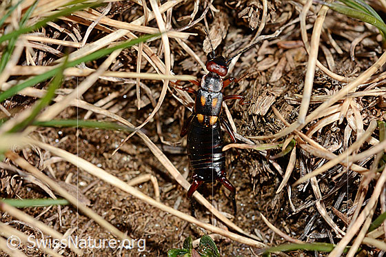Photo: Anechura bipunctata. View from above.