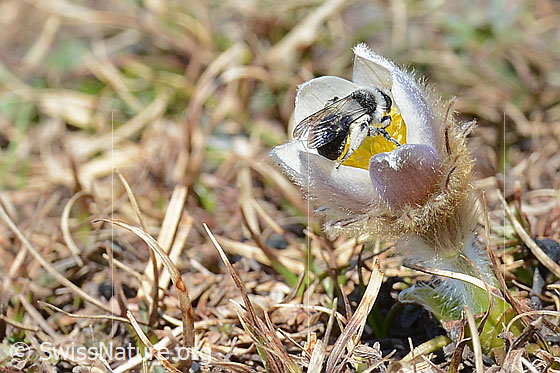 Foto: Graue Sandbiene (Andrena cineraria) an Frühlings-Anemonen (Pulsatilla vernalis). Weibchen. Länge 13-15mm. Ansicht von schräg hinten.