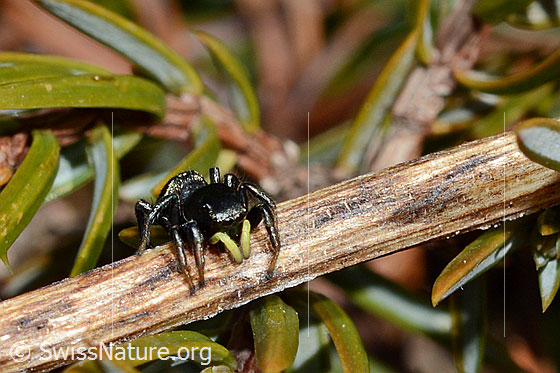 Foto: Wahrscheinlich Heliophanus lineiventris (Springspinne). Weibchen. Länge: 5 - 7.5mm. Ansicht von vorne oben.