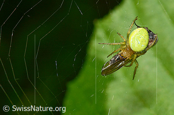 Foto: Kürbisspinne (Araniella cucurbitina) mit Beute im Netz. Körperlänge: 4.5 - 8.5mm. Ansicht von oben.