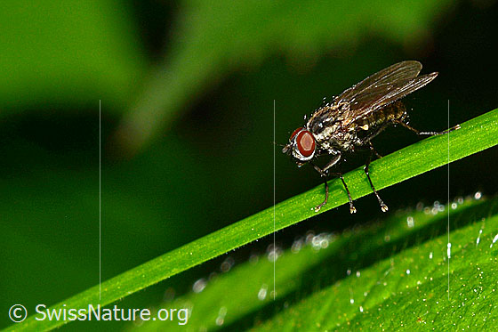 Foto: Wahrscheinlich Kleine Stubenfliege (Fannia canicularis). Länge 4 - 7mm. Männchen. Ansicht von der Seite.