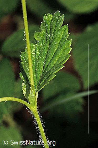 Foto: Wald-Erdbeere (Fragaria vesca). Stängel und Blatt.
