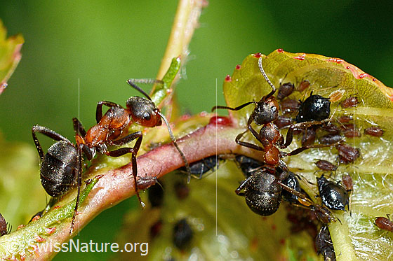 Foto: Rote Waldameise (Formica rufa). Länge 4 - 9mm. Rote Waldameisen bei der Pflege von Blattläusen.