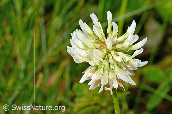 Foto: Kriechender Klee (Trifolium repens). Blüte. Ansicht von der Seite.