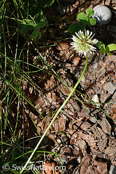 Foto: Kriechender Klee (Trifolium repens). Stängel und Blüte.