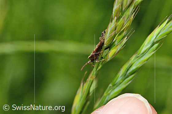 Photo: Probably Aradus conspicuus. Length 8 - 10mm. View from diagonally below.