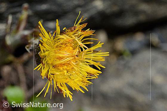 Foto: Huflattich (Tussilago farfara). Blüte.