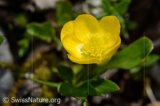 Foto: Berg-Hahnenfuss (Ranunculus montanus). Blüte. Ansicht von oben.