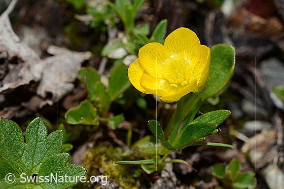Foto: Berg-Hahnenfuss (Ranunculus montanus). Blüte und Stängelblätter.