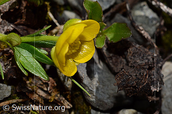 Foto: Berg-Hahnenfuss (Ranunculus montanus). Stängel und Blüte. Ansicht schräg vorne.