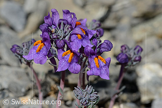 Foto: Alpen-Leinkraut (Linaria alpina). Blüten.