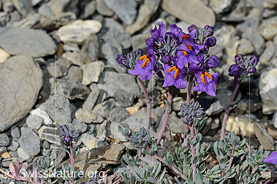 Foto: Alpen-Leinkraut (Linaria alpina). Blüten, Stängel und Blätter.