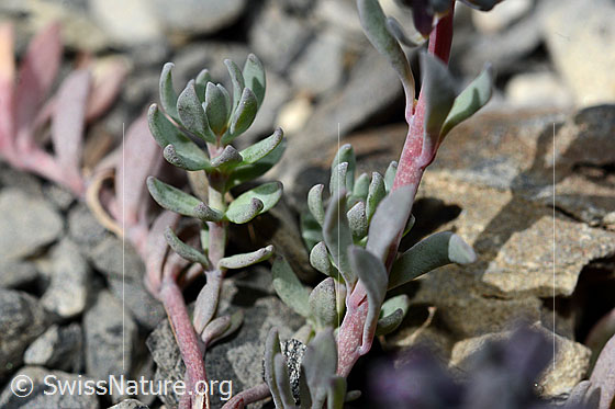 Foto: Alpen-Leinkraut (Linaria alpina). Blätter und Stängel.