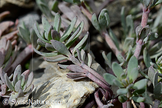 Foto: Alpen-Leinkraut (Linaria alpina). Blätter und Stängel.