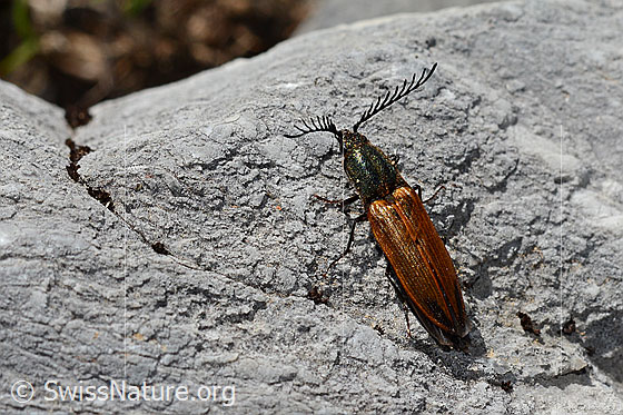 Foto: Ctenicera virens (Kammhorn-Schnellkäfer). Länge 15 - 21mm. Männchen. Ansicht von oben.
