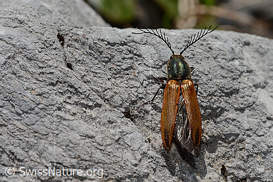Foto: Ctenicera virens (Kammhorn-Schnellkäfer). Länge 15 - 21mm. Männchen. Ansicht von oben.