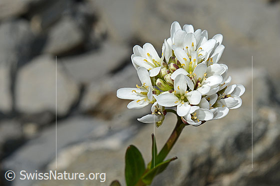 Foto: Bach-Gänsekresse (Arabis subcoriacea). Blüten. Ansicht von oben.