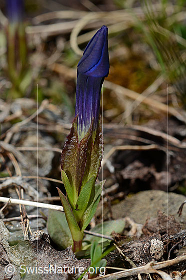 Photo: Gentiana verna. Whole plant (habiti). Blossom close.