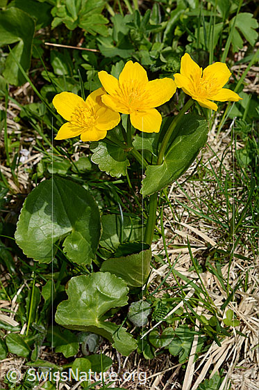 Photo: Caltha palustris. Whole plant from diagonally above.