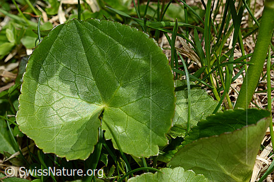 Photo: Caltha palustris. Leaf from above.