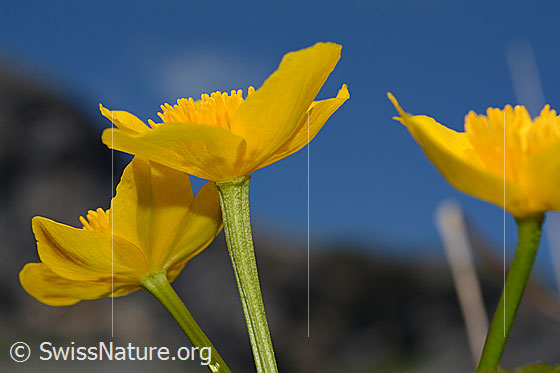 Photo: Caltha palustris. Blossoms and stem. View from the side.