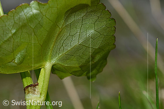 Photo: Caltha palustris. Leaf from below.