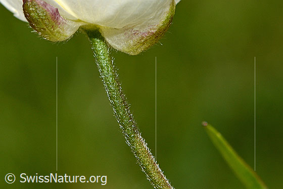 Foto: Eisenhutblättriger Hahnenfuss (Ranunculus aconitifolius). Stängel unterhalb der Blüte.