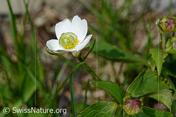 Foto: Eisenhutblättriger Hahnenfuss (Ranunculus aconitifolius). Blüte, Stängel und Blätter.