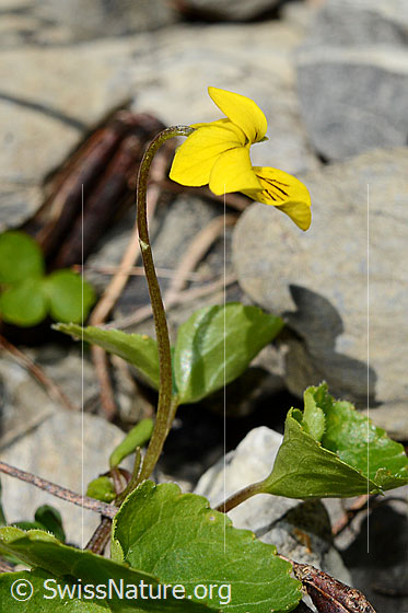 Photo: Viola biflora. Stem and blossom. View from the side.