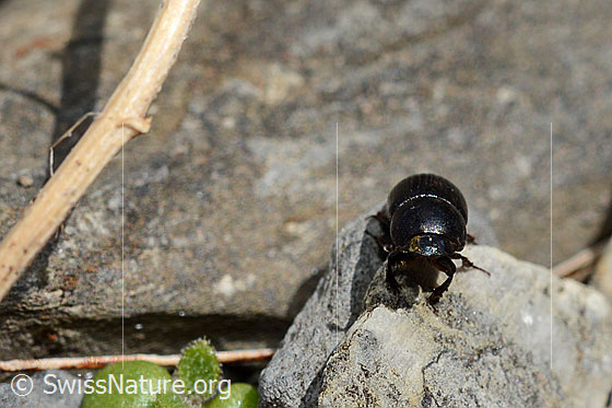 Photo: Aphodius fossor. Length 10 - 13mm. Wird auch Grabender Dungkäfer genannt. View from the front.