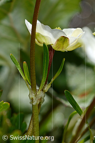 Photo: Ranunculus alpestris. Stem leaves.