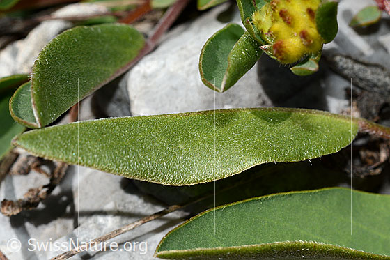 Foto: Alpen-Wundklee (Anthyllis vulneraria ssp. alpestris). Blätter. Blattunterseite und Blattoberseite.