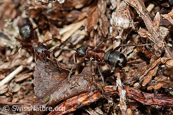 Foto: Wahrscheinlich Grosse Kerbameise (Formica exsecta). Länge 4 - 7.5mm. Ansicht von schräg hinten.
