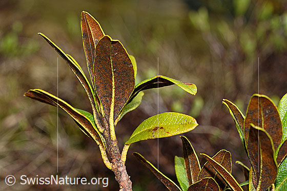 Foto: Rostblättrige Alpenrose (Rhododendron ferrugineum). Blätter. Blattunterseite.