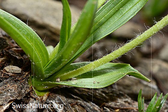 Photo: Plantago atrata. Leaves and stem.