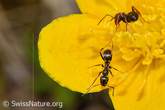 Photo: Formica lemani on Caltha palustris. Length 4.5 - 6.5mm. View from above.