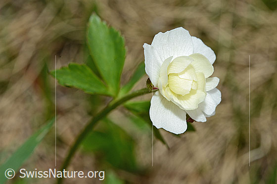 Photo: Ranunculus aconitifolius. Flower, not yet fully opened.