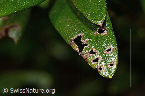 Foto: Rostblättrige Alpenrose (Rhododendron ferrugineum). Blattoberseite mit Frasspuren.