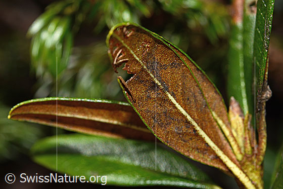 Foto: Rostblättrige Alpenrose (Rhododendron ferrugineum). Rostfarbene Blattunterseite.