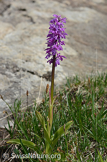 Photo: Orchis mascula. Whole plant (habiti).