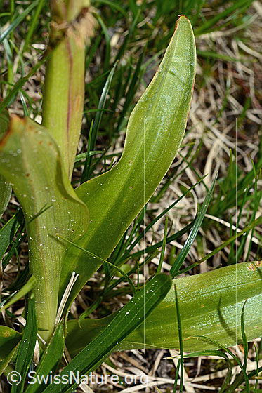 Photo: Orchis mascula. Leaves.