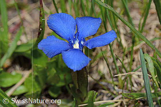 Foto: Frühlings-Enzian (Gentiana verna). Blüte. Ansicht von schräg oben.