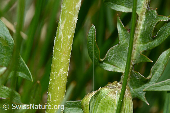 Foto: Gewöhnlicher Löwenzahn (Taraxacum officinale). Stängel.